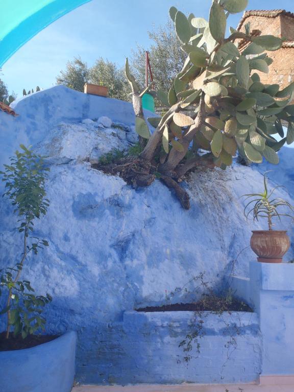 Dar Dalia Bed & Breakfast Chefchaouen Ngoại thất bức ảnh